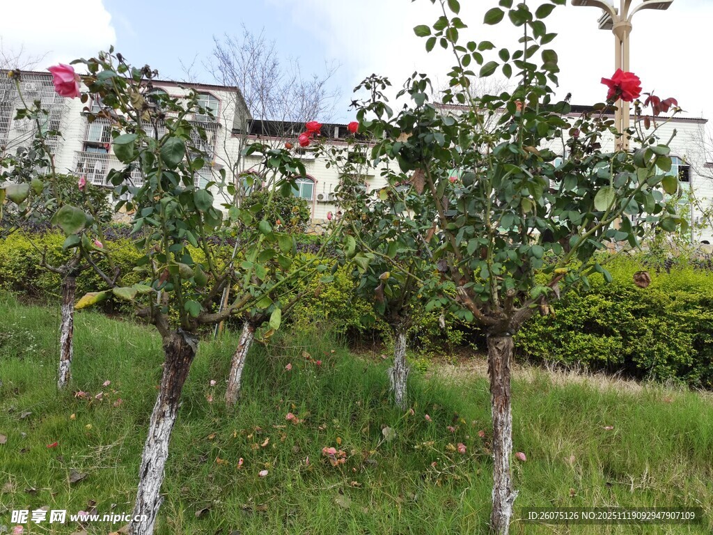 秋日园林中的树木景观