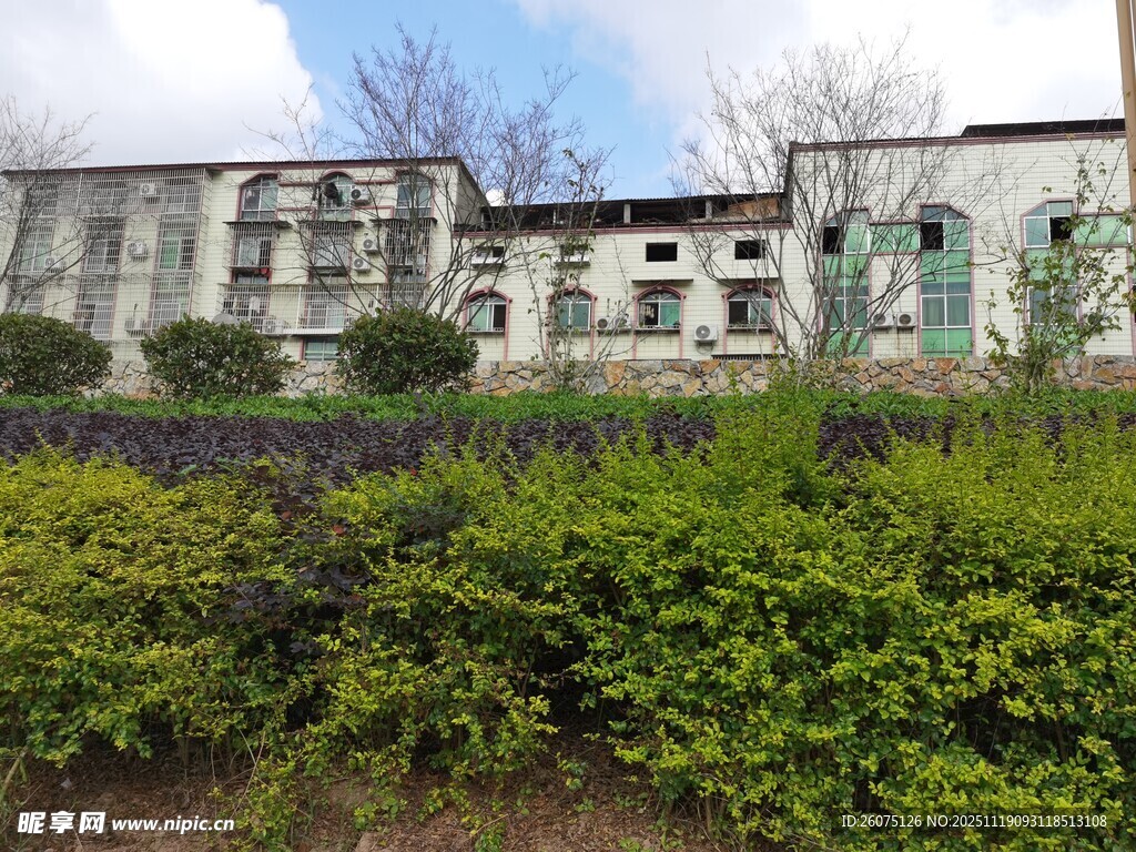 老旧建筑旁的葱郁绿植