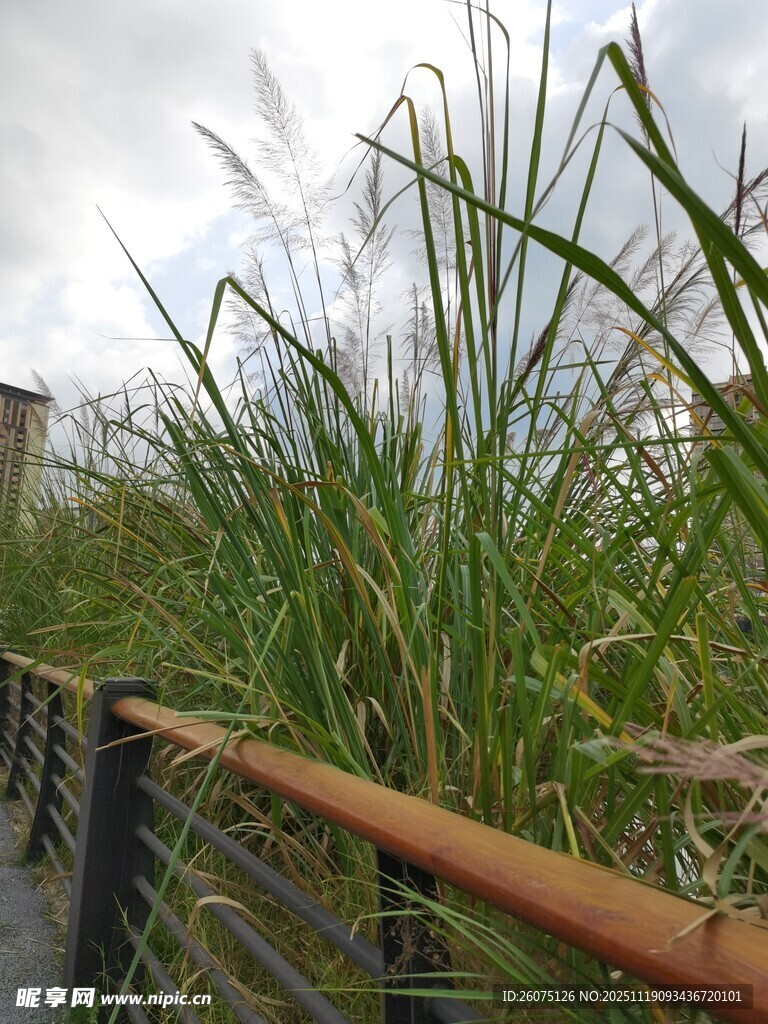 河边茂盛的绿色芦苇丛