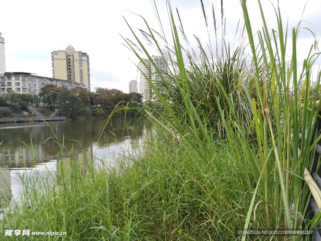 河畔绿植与远处建筑景观