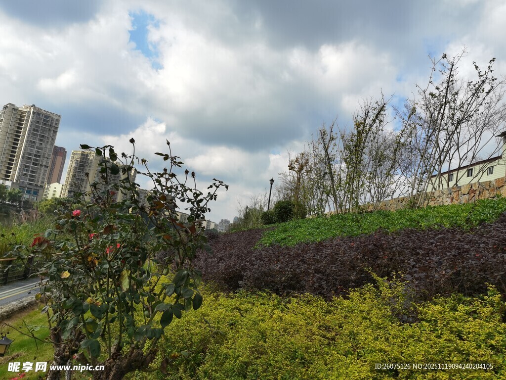 城市中多彩绿植景观