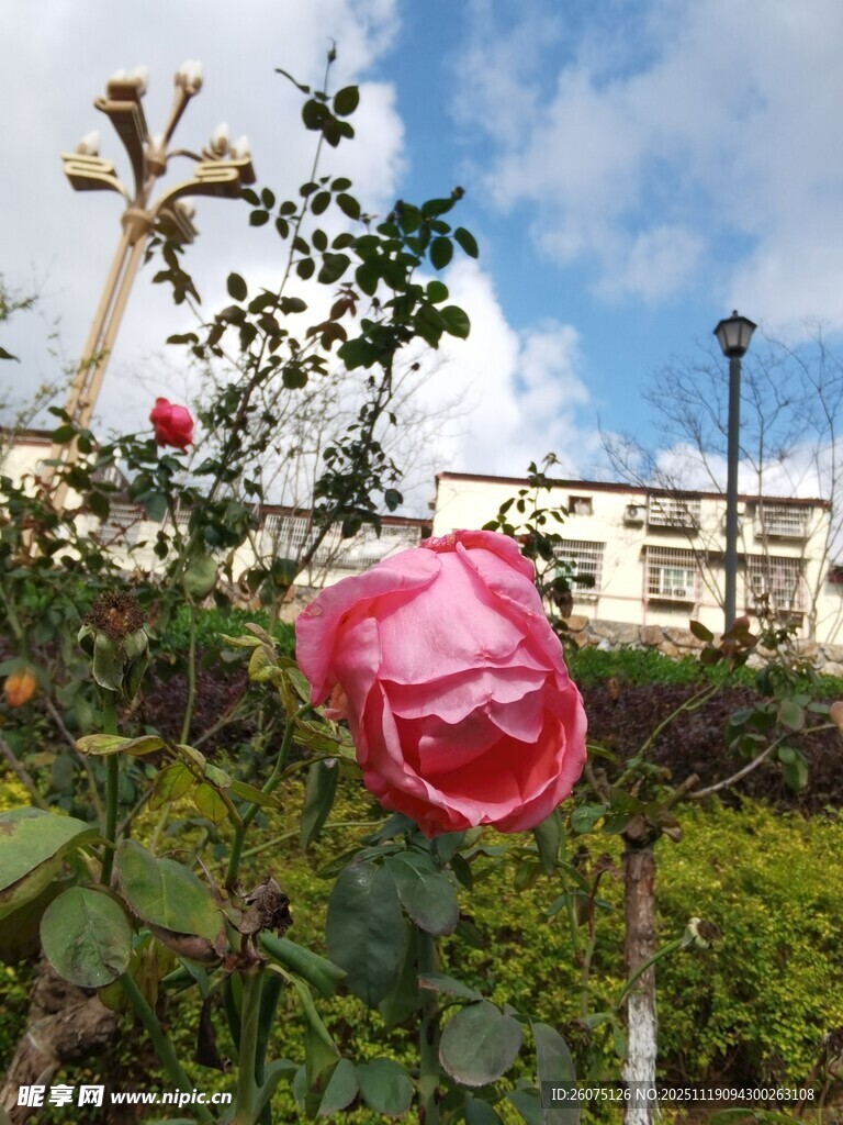 娇艳玫瑰绽放于户外