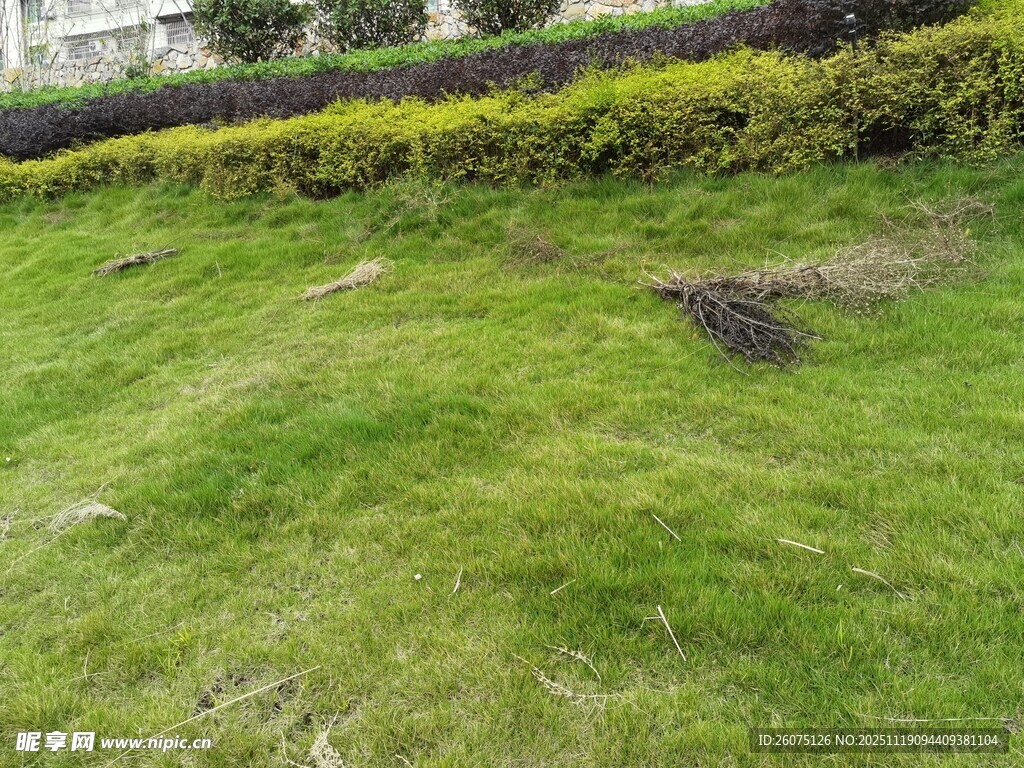 翠绿草坪与周边绿植景观