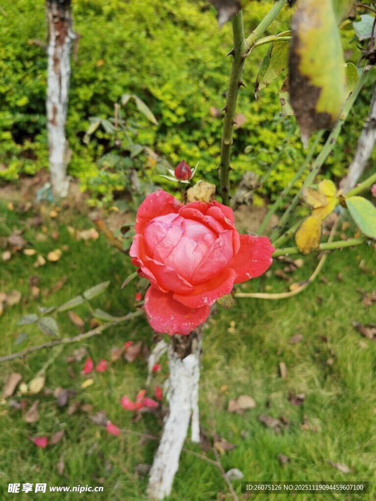 娇艳红玫瑰绽放于草地