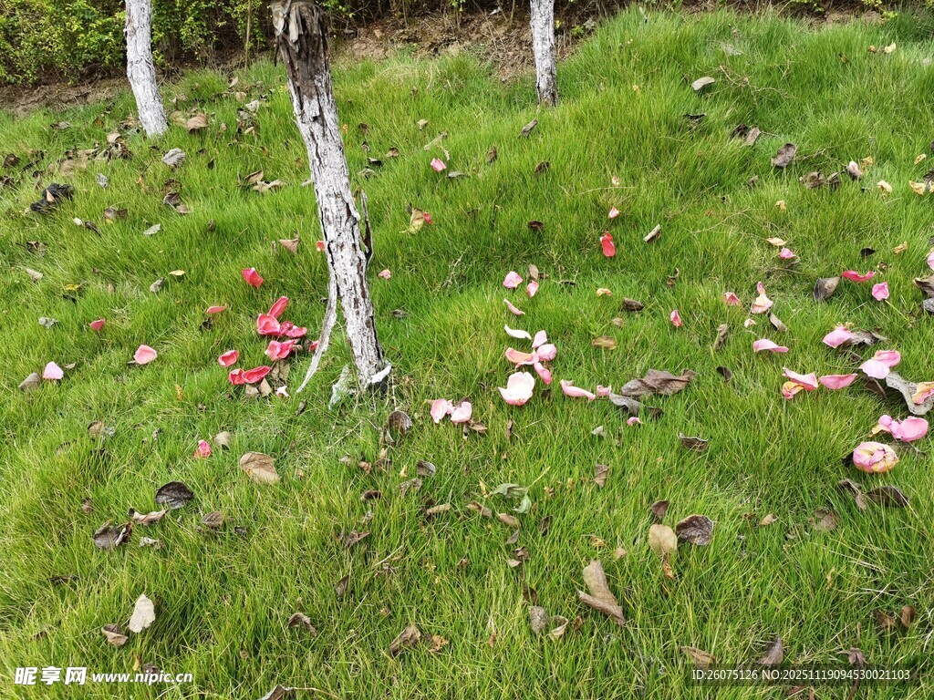 草地上散落的红果与树干