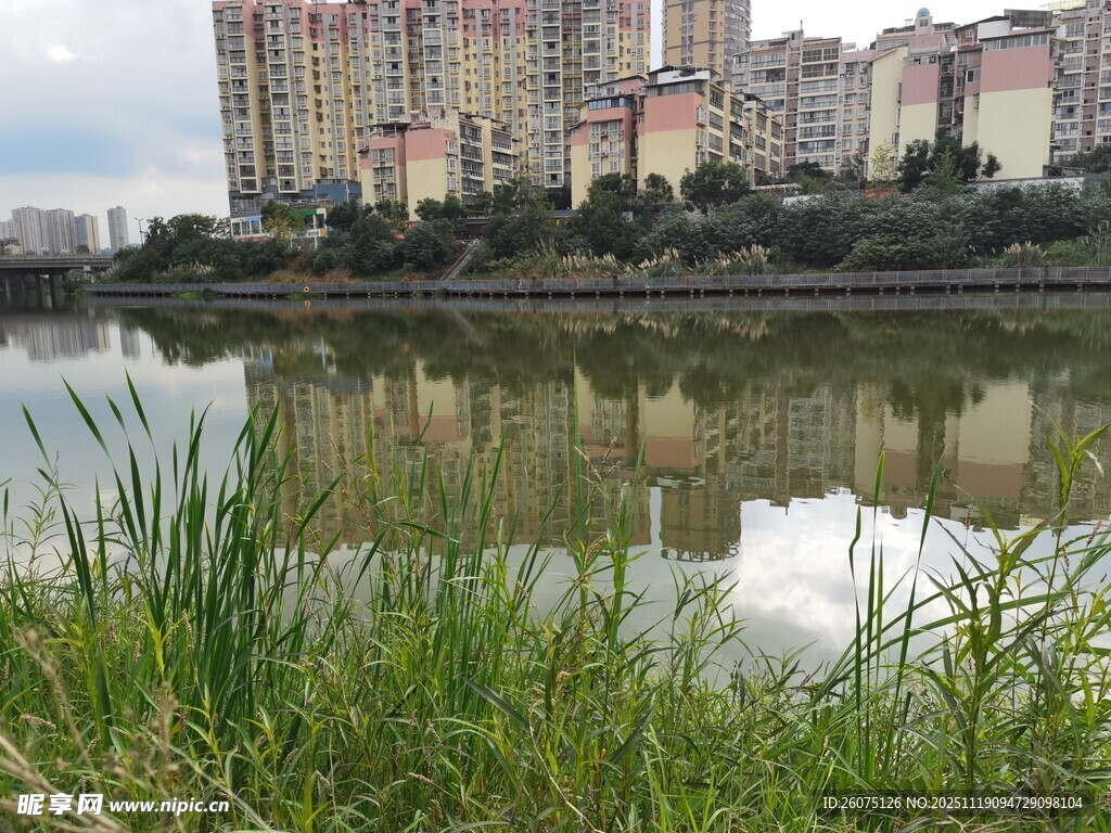 湖畔高楼与葱郁水草景观