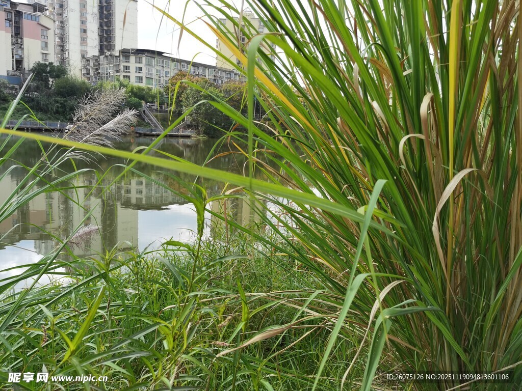河畔葱郁草木景观