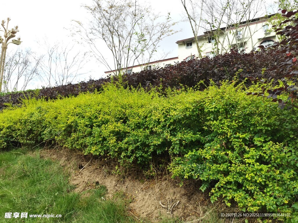 翠绿灌木丛景观