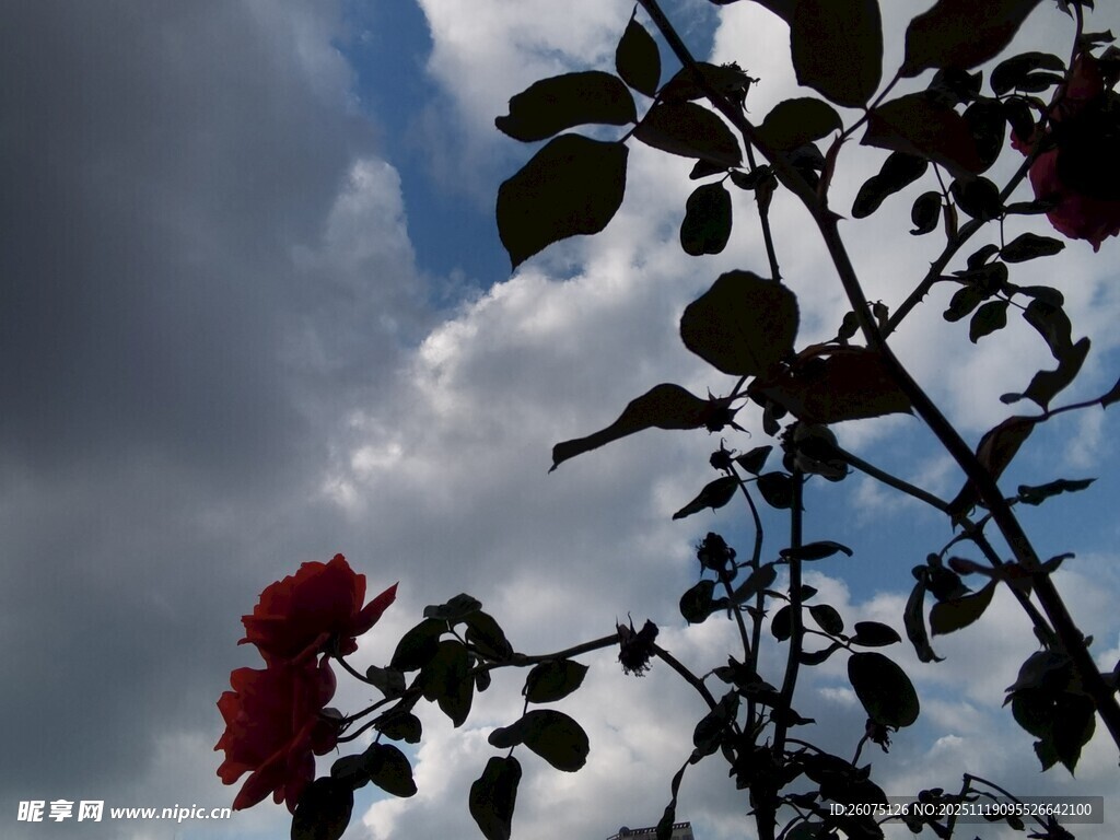 蓝天下的红玫瑰与枝叶