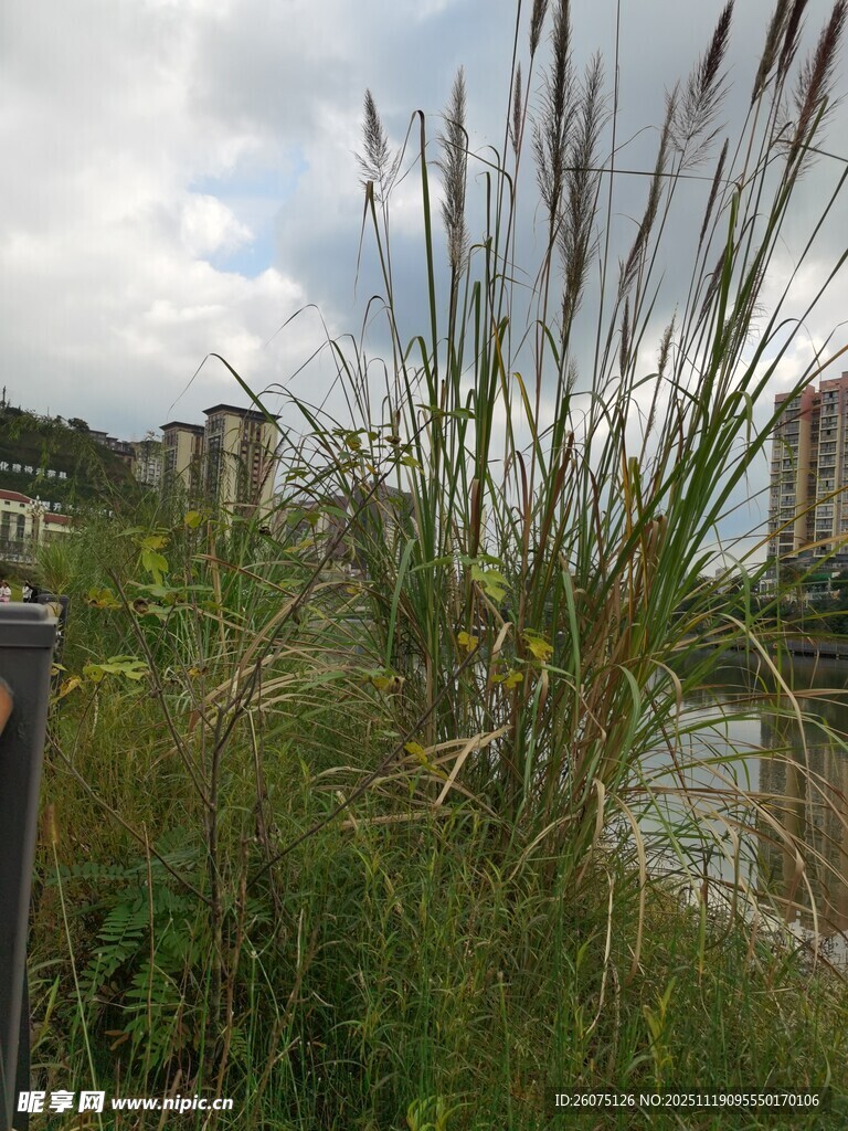 河畔芦苇与绿植景观