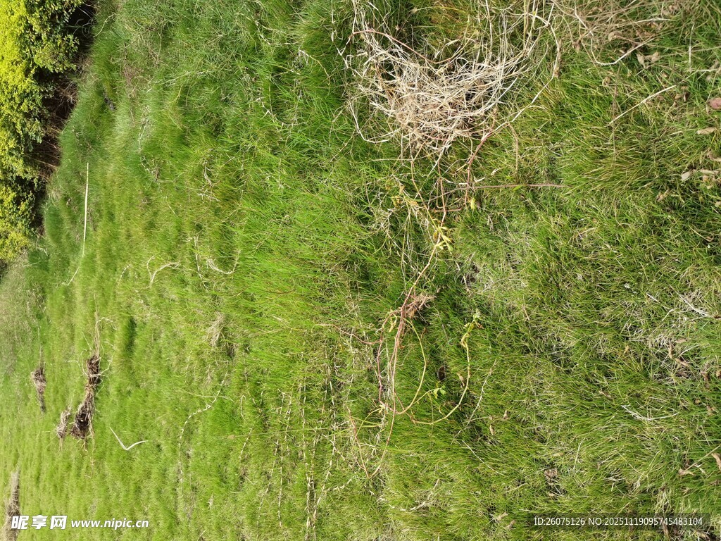 翠绿草地中的鸟巢