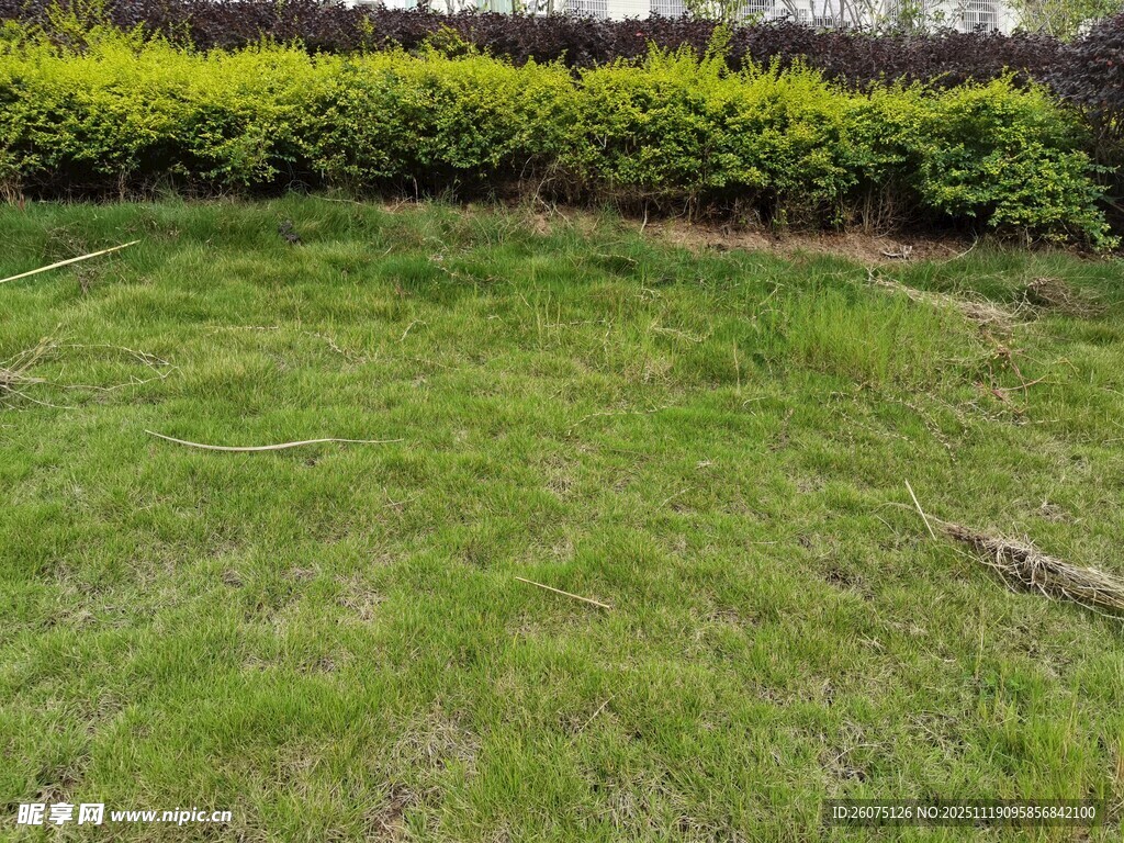 翠绿草坪与周边绿植景观