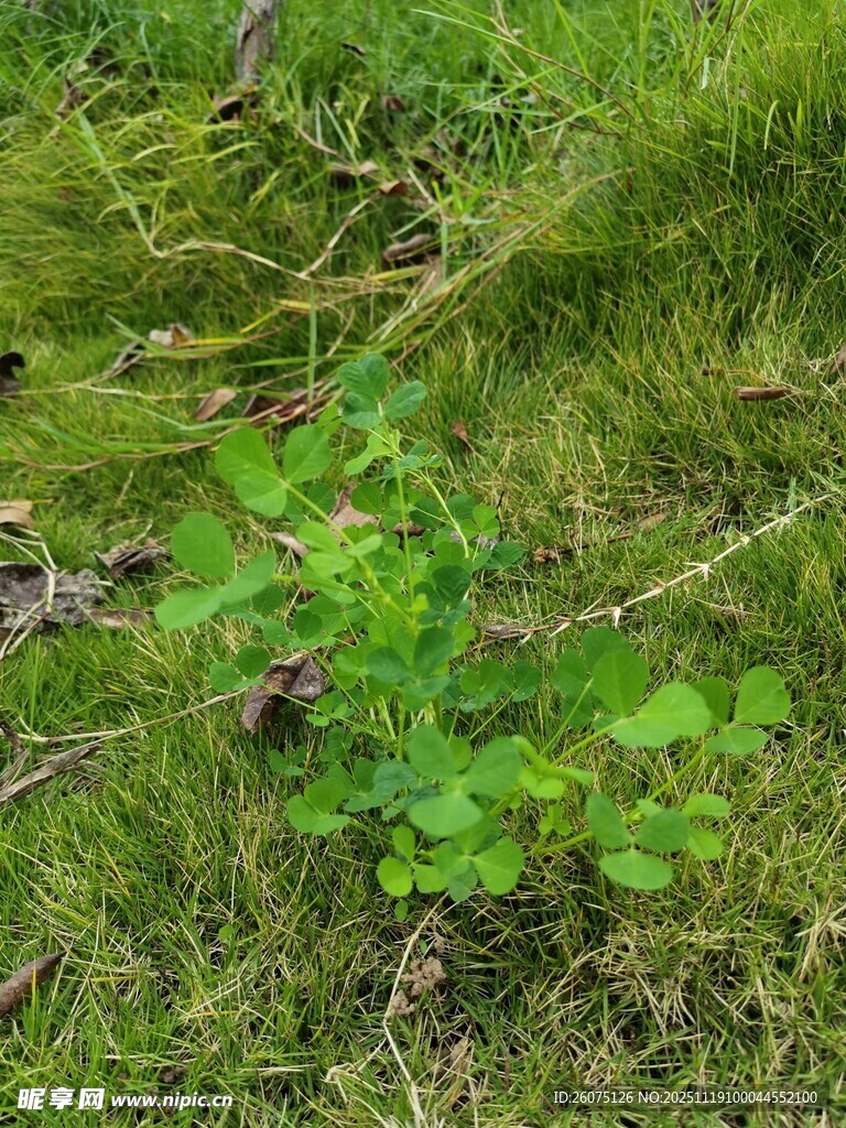 草地上的嫩绿植物