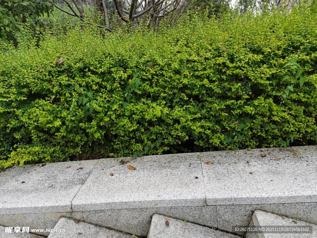 石砌边的翠绿灌木丛