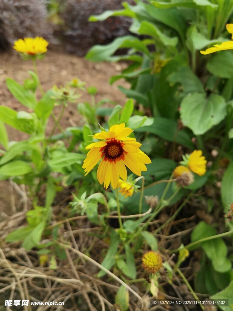 阳光下的娇艳黑心金光菊