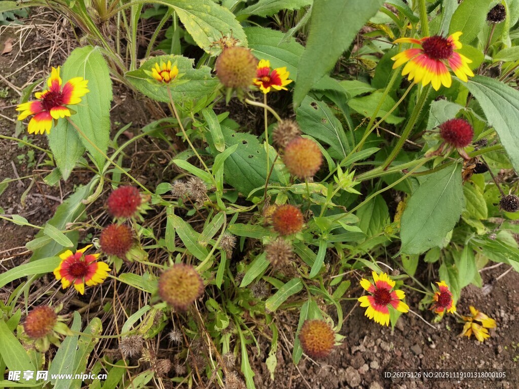 多彩黑心菊绽放于绿地