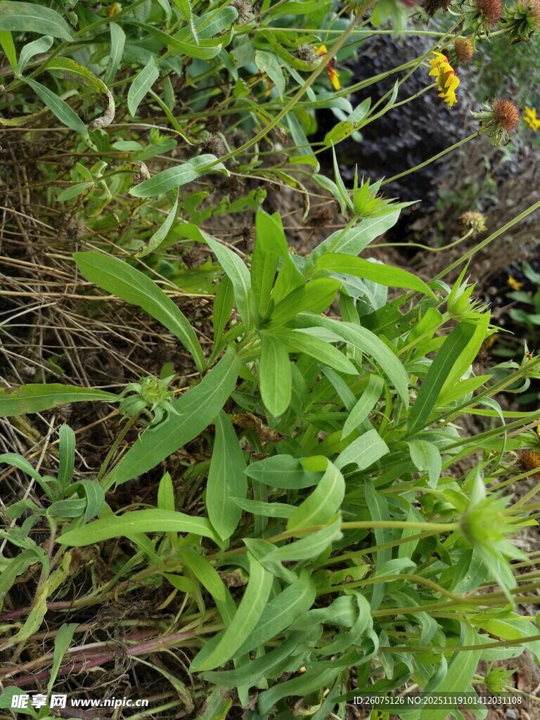 野外生长的嫩绿植物