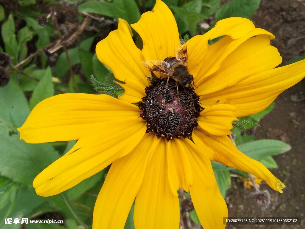 黄色花朵上的蜜蜂
