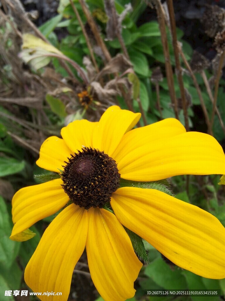 黄色黑心菊特写