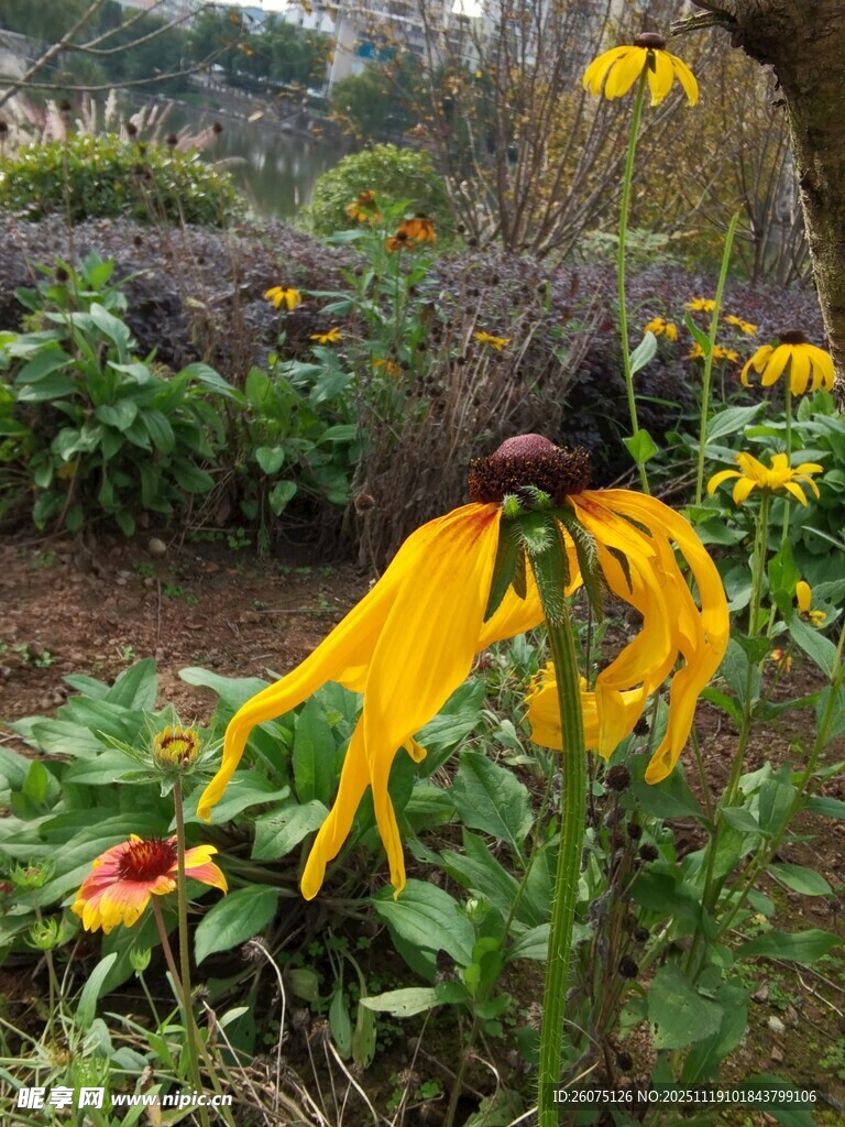 花园中绽放的艳丽黑心菊