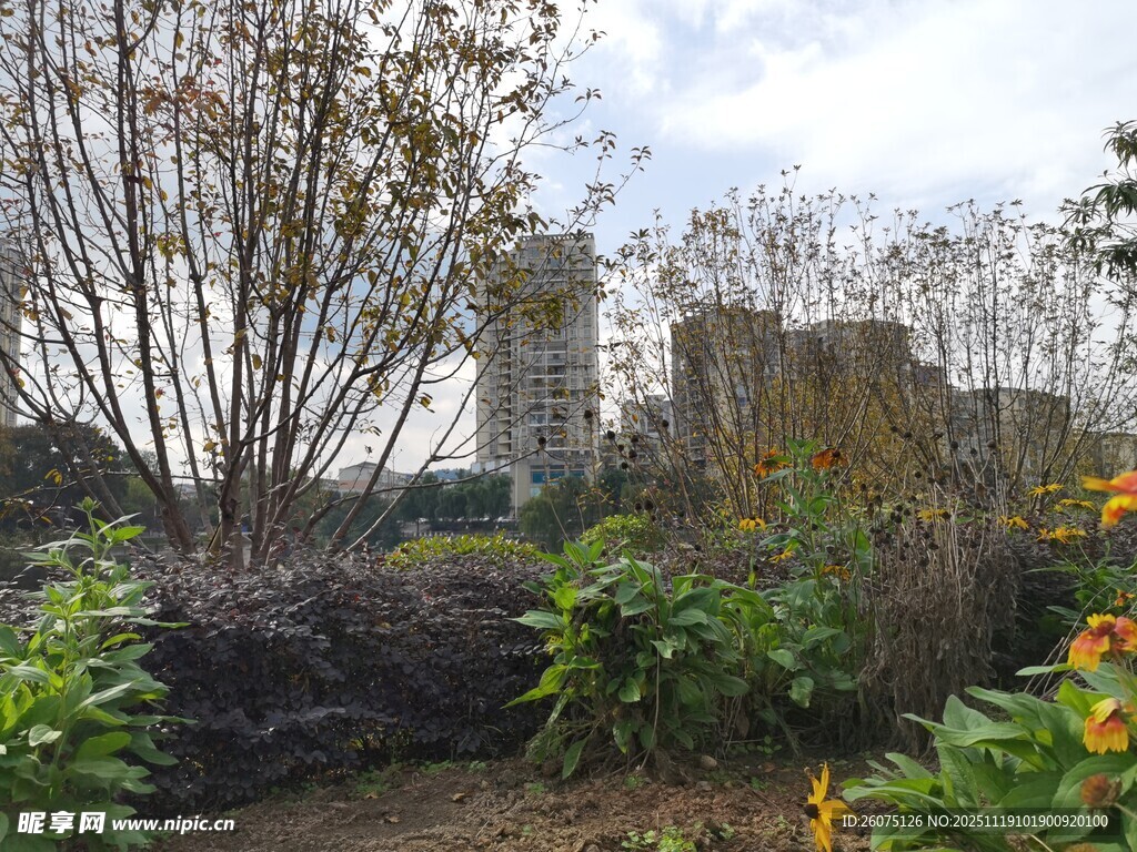 城市中的自然花园景观