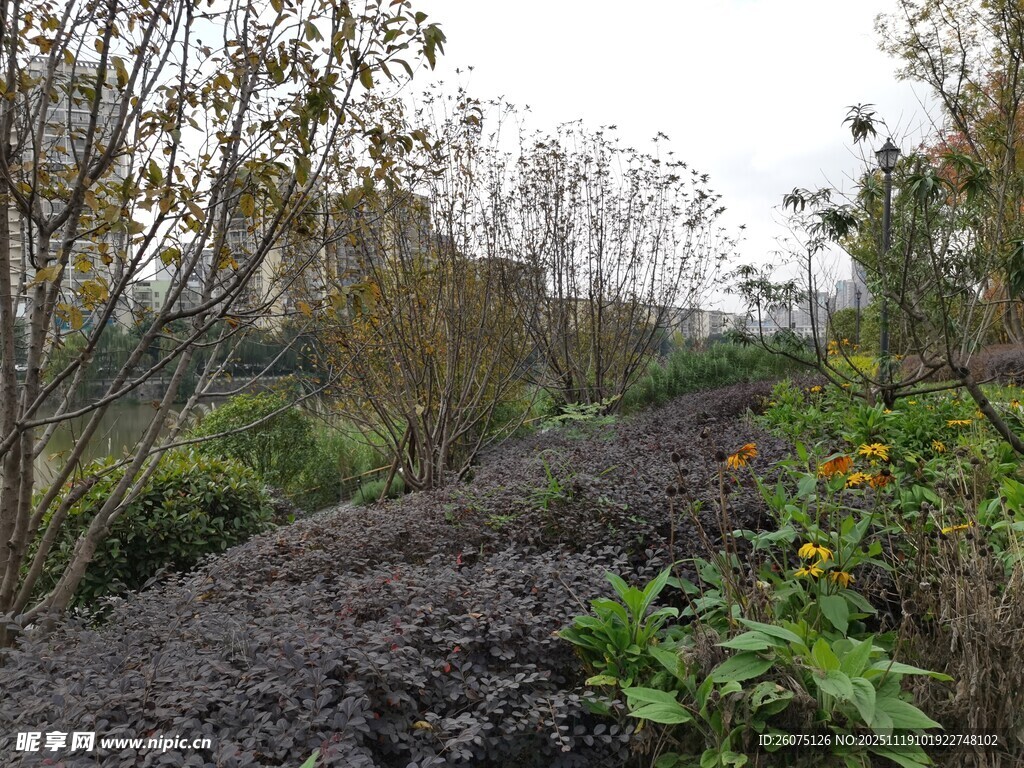 山间泥路旁的绿植景观