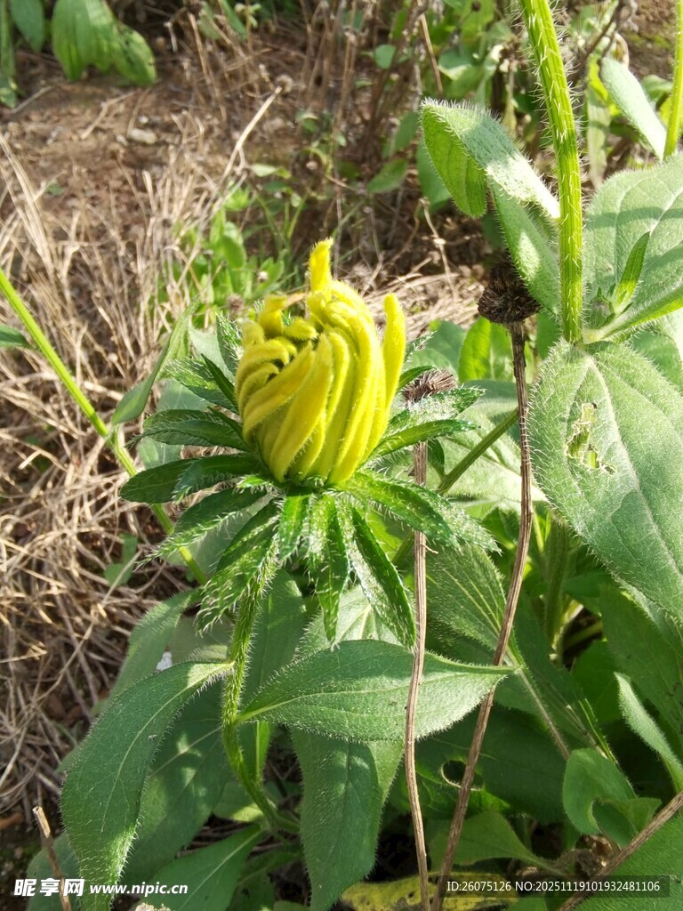 田野中的黄色绽放花朵