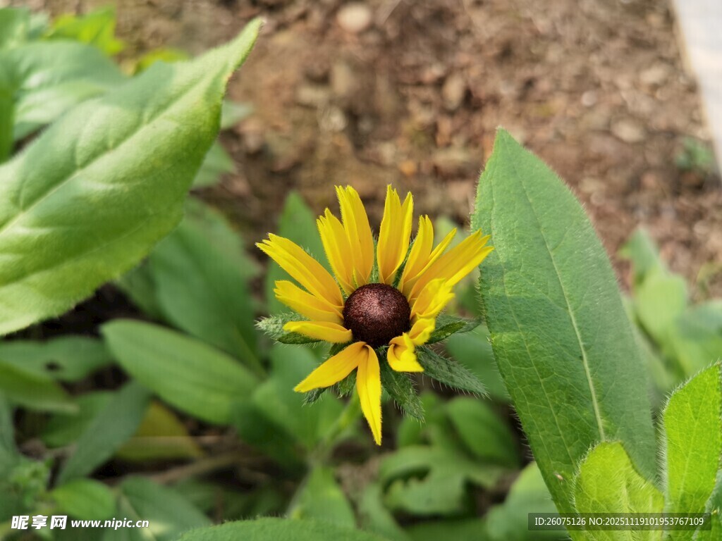 黄色小花绽放绿叶间