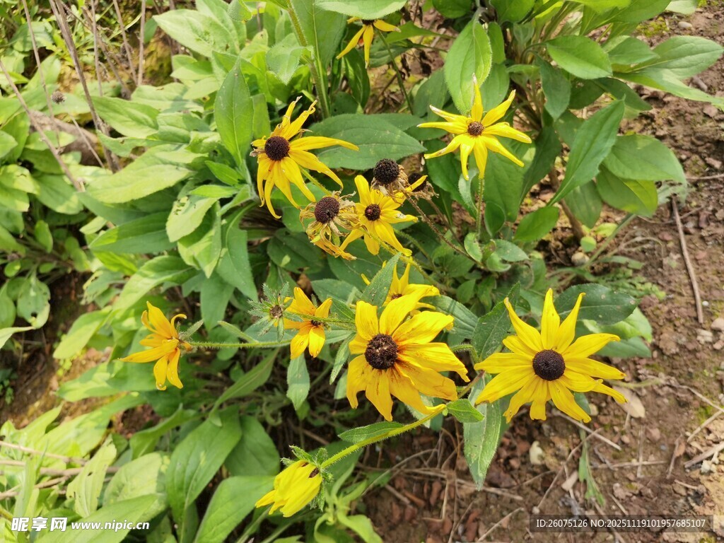 黄色黑心菊绽放于绿叶间
