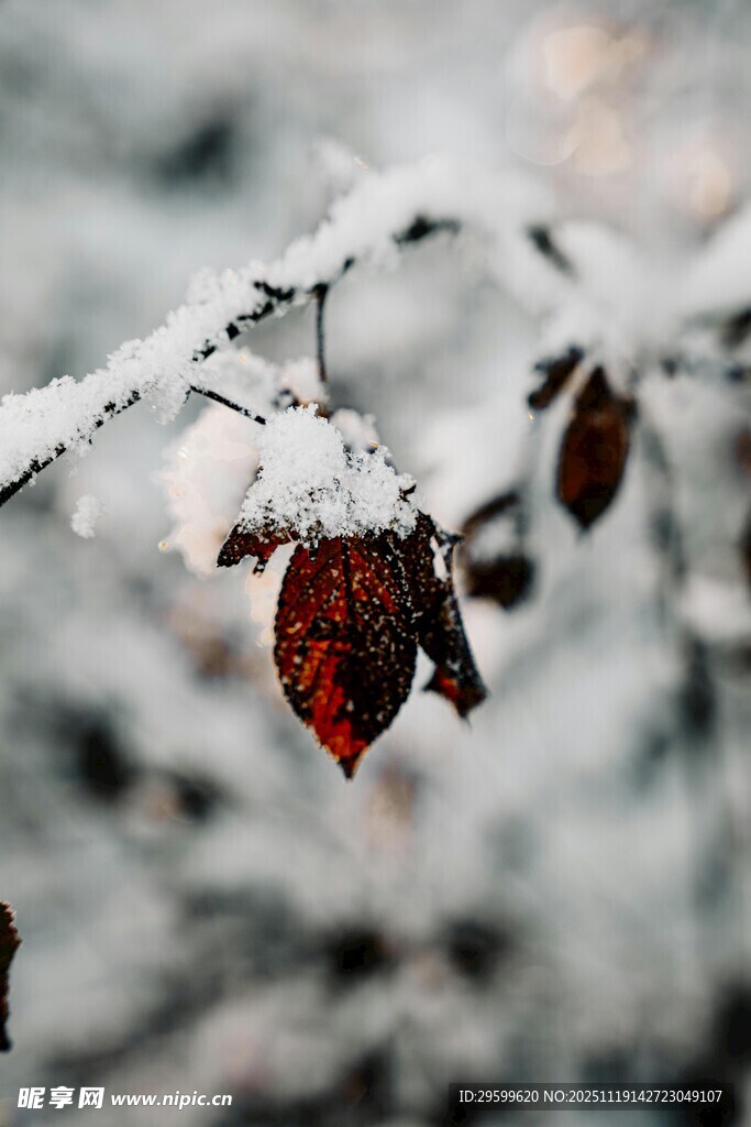 雪覆红叶枝头美景