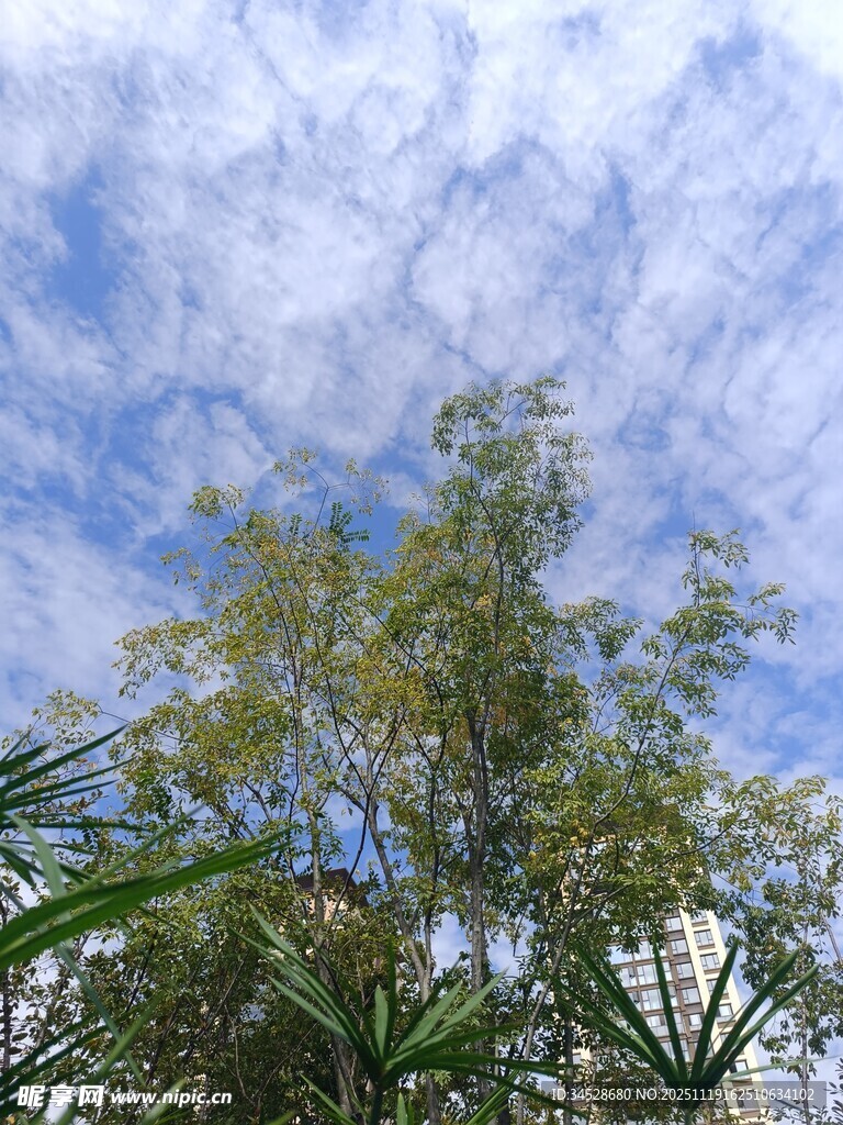 蓝天绿树间的清新景致