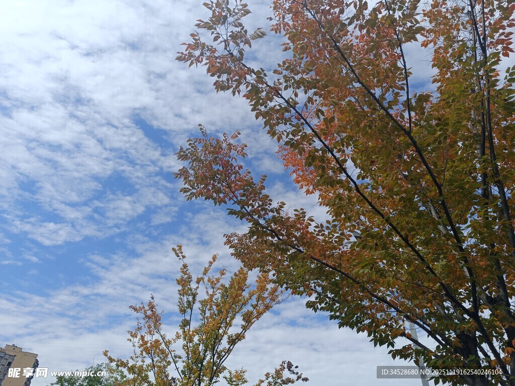 秋日树梢与蓝天白云