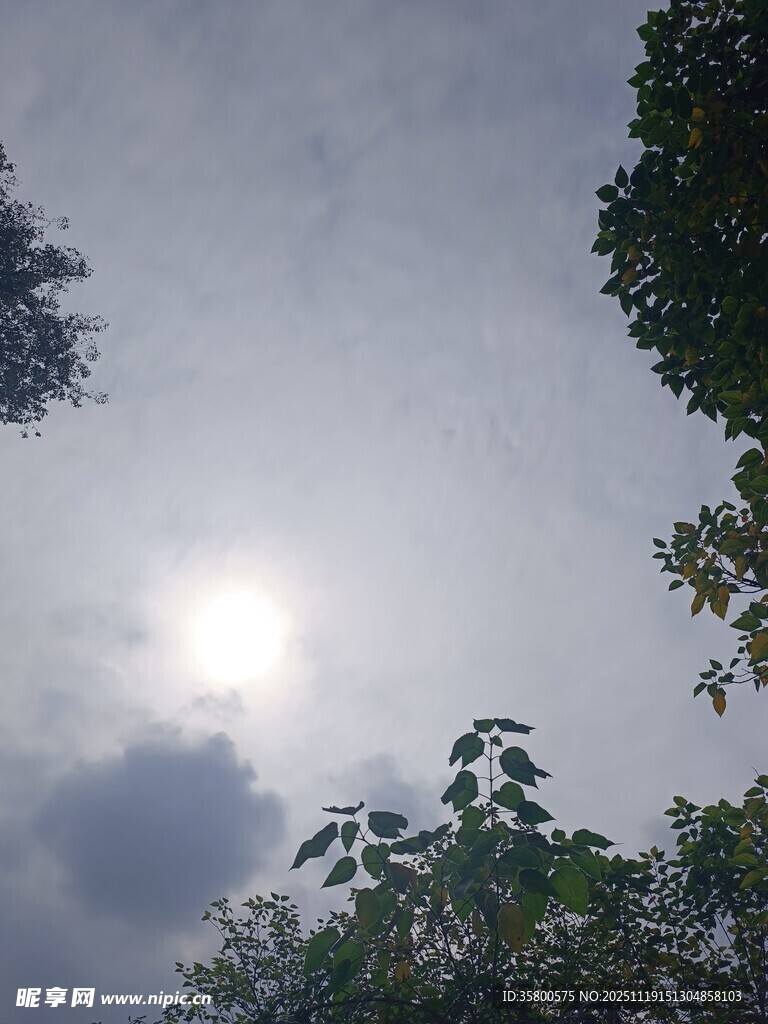 透过枝叶见天空与阳光