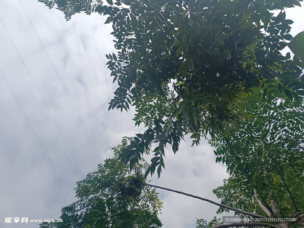 仰视绿树与天空景象