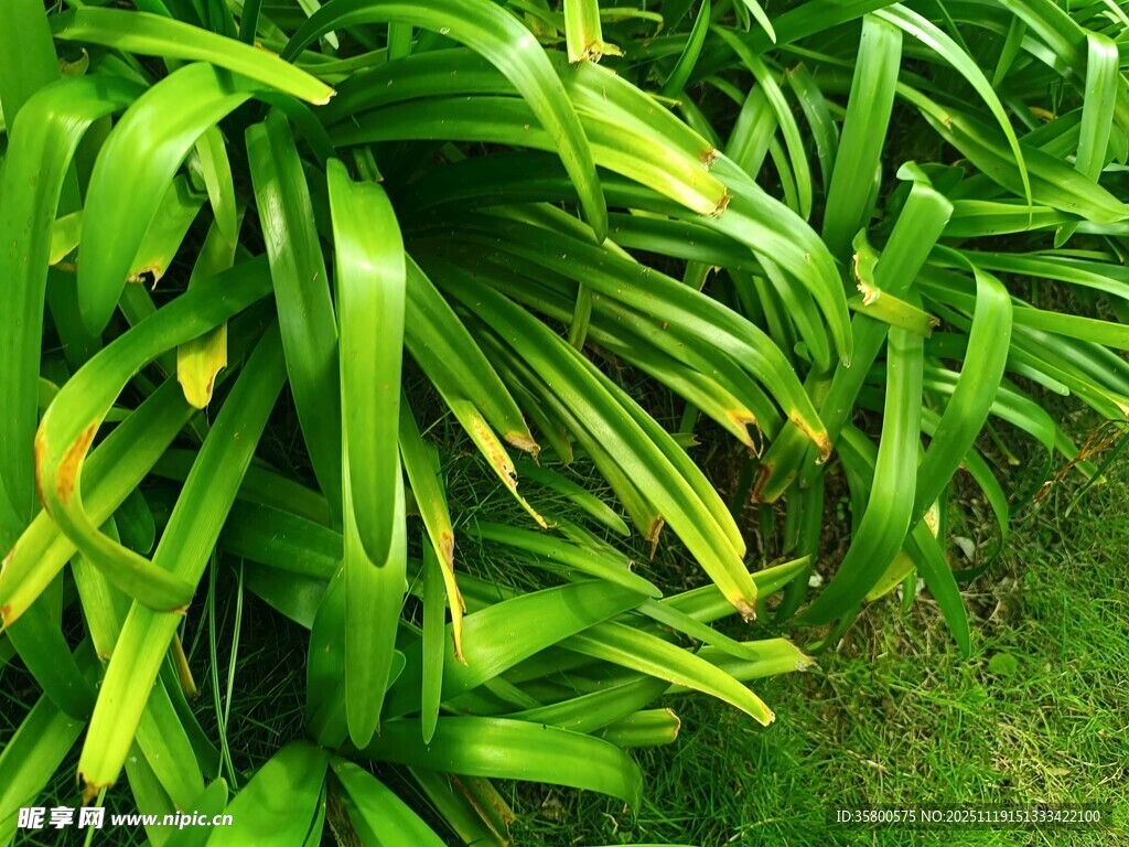 翠绿繁茂的热带植物叶片