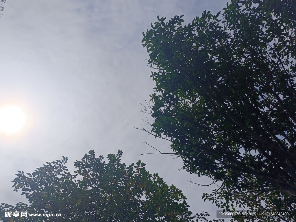 林间晨光中的树木景观