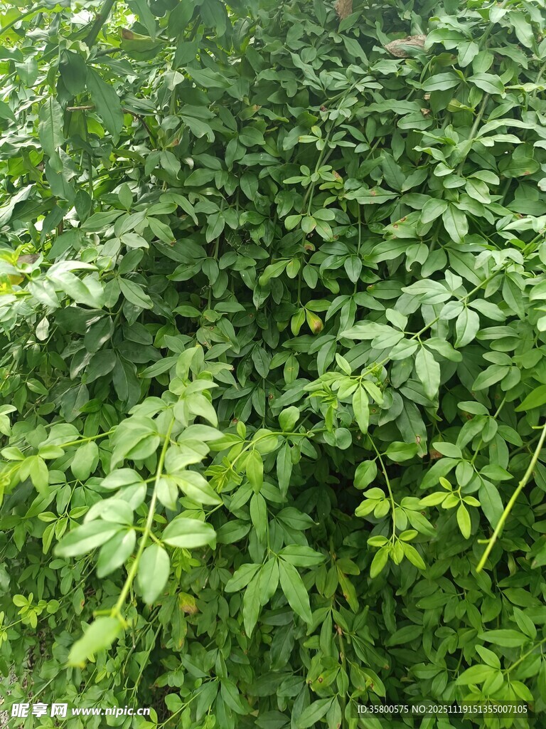 茂密绿植景观