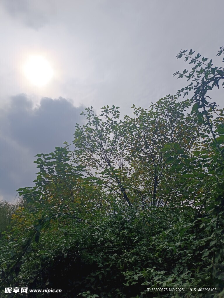 阳光穿透枝叶的树林景象