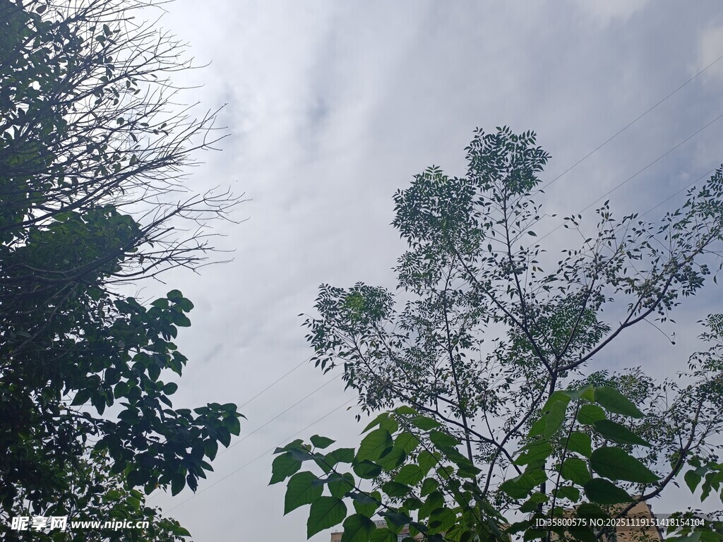 仰视茂密树林与天空