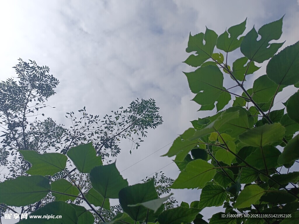 仰视绿树与天空景象