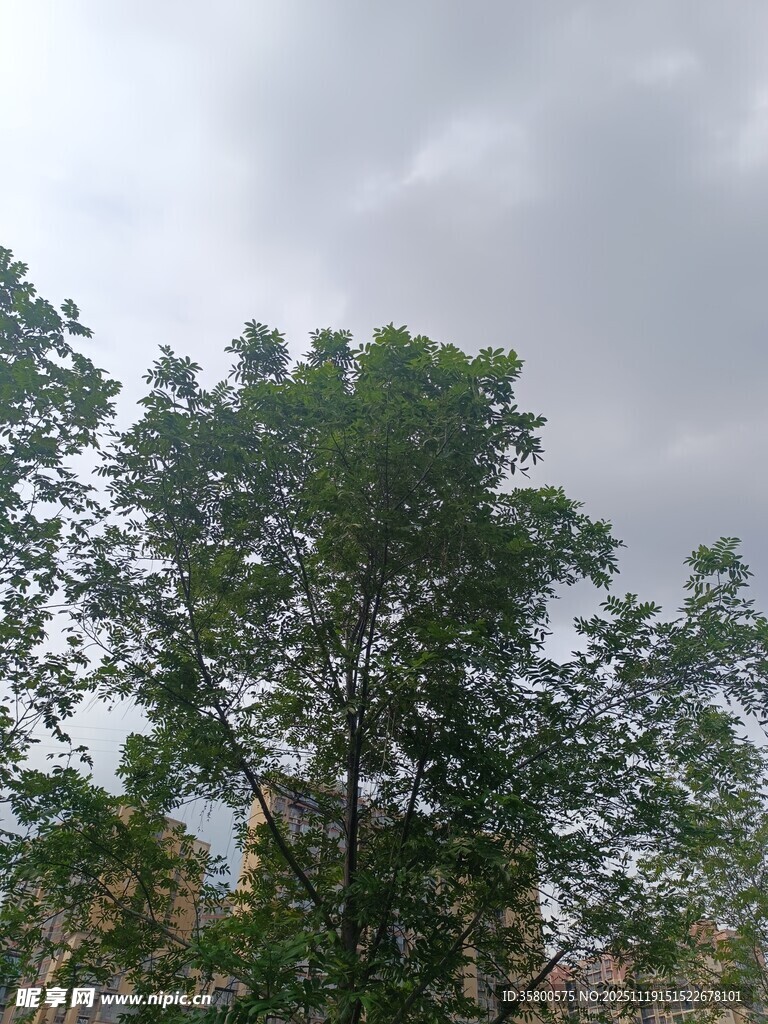 阴天中的茂密树木