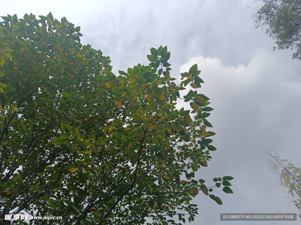 阴天中的葱郁树木