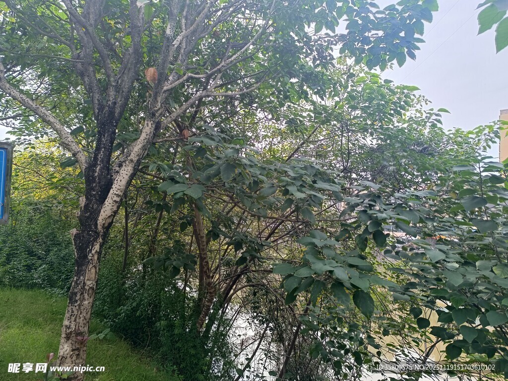 繁茂树林中的绿意景致