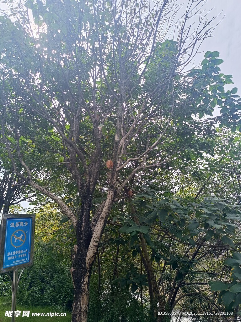 户外绿树与蓝色标识牌