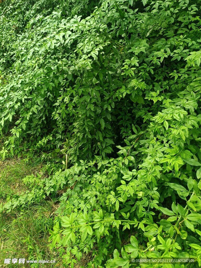 繁茂绿植覆盖的林间景象