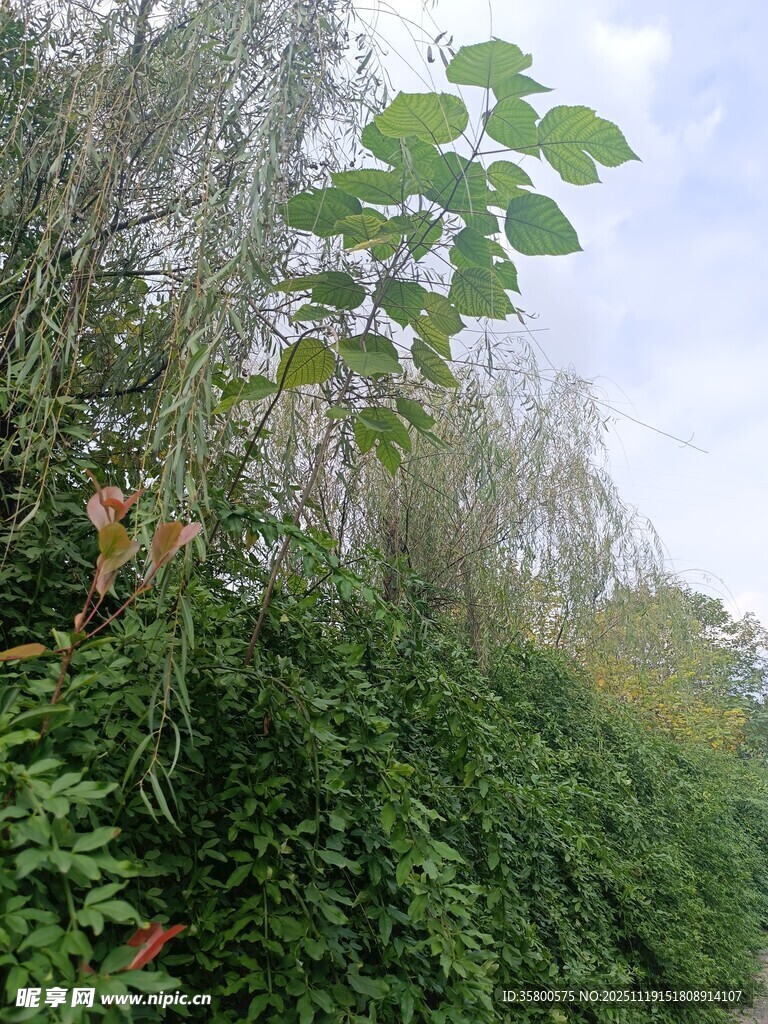 野外繁茂绿植景观