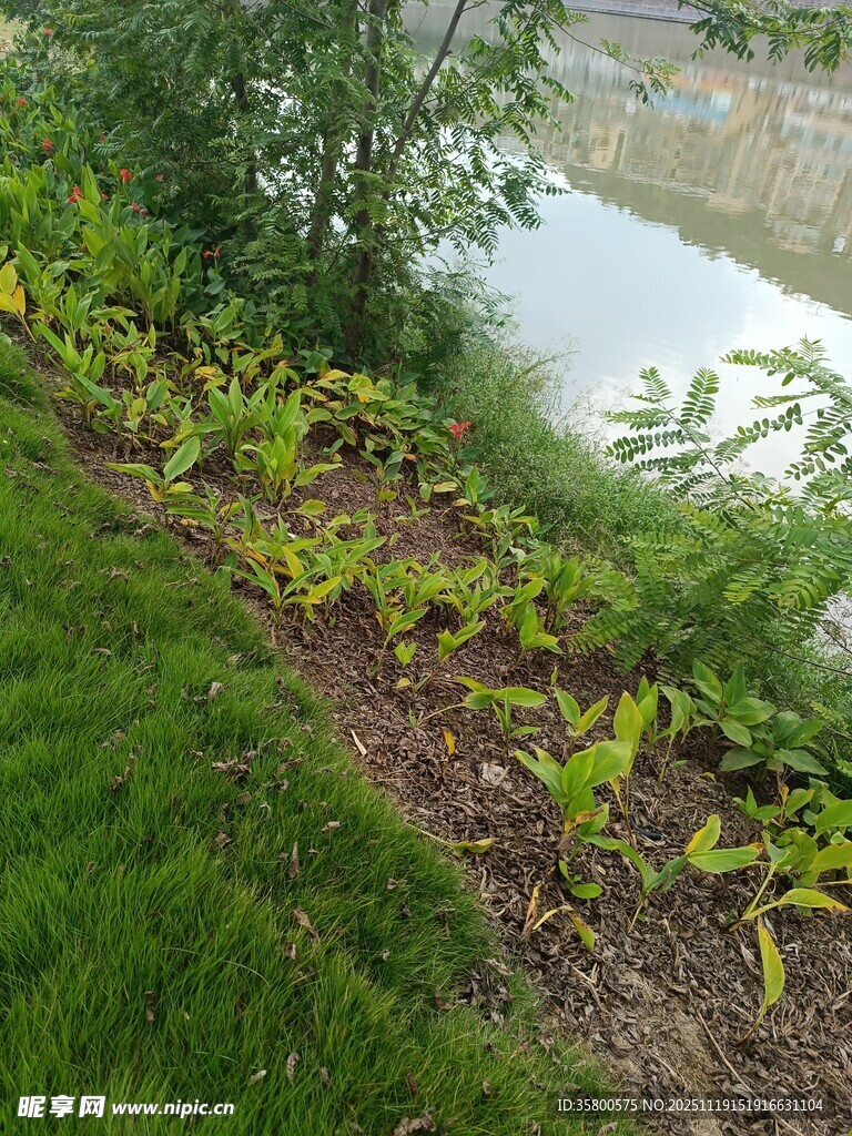 岸边绿植与水体景观
