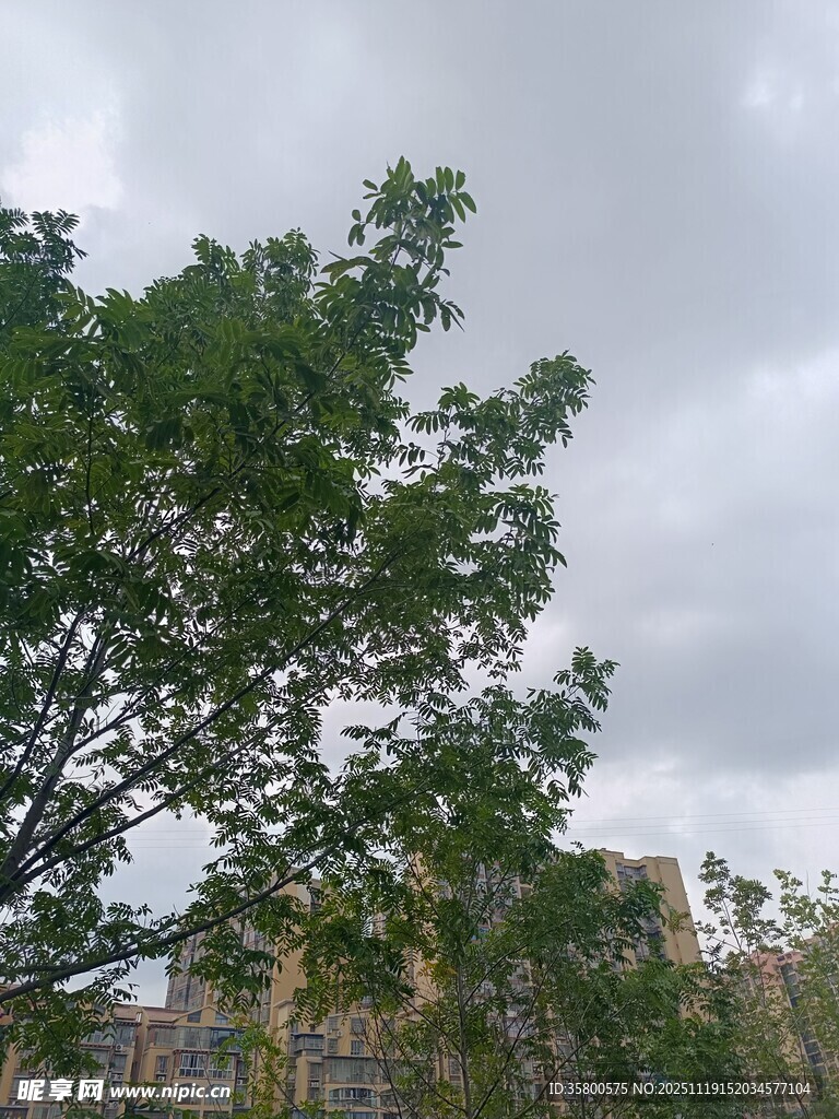 绿树映衬下的朦胧建筑