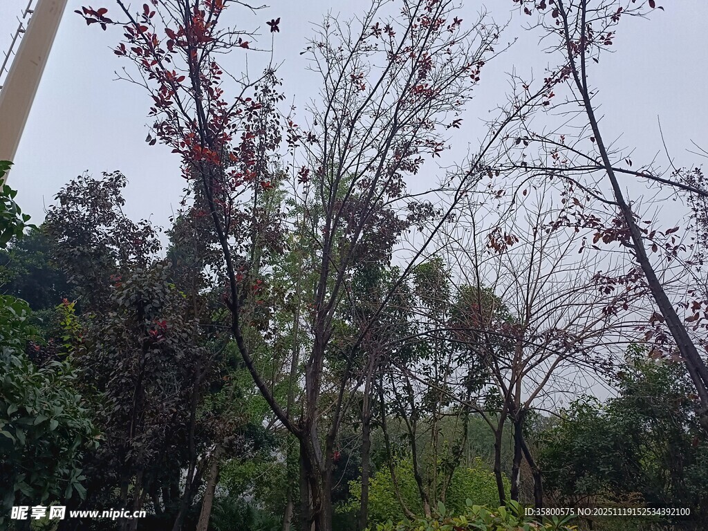 春日繁花树木景致