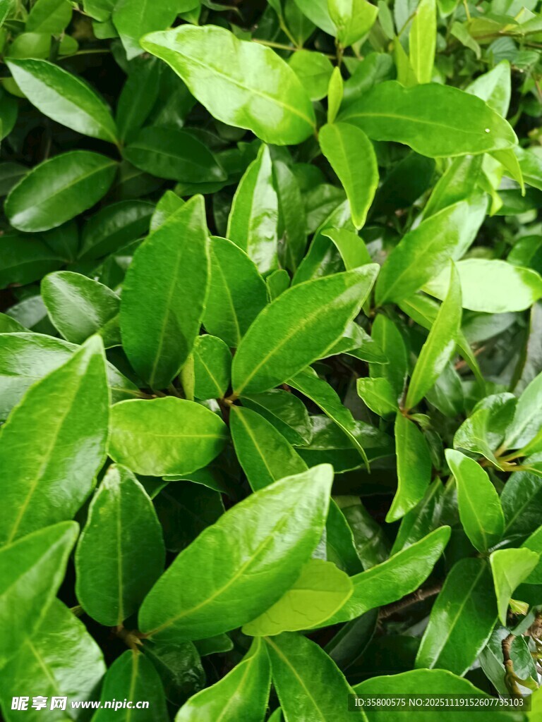 翠绿繁茂的叶片植物